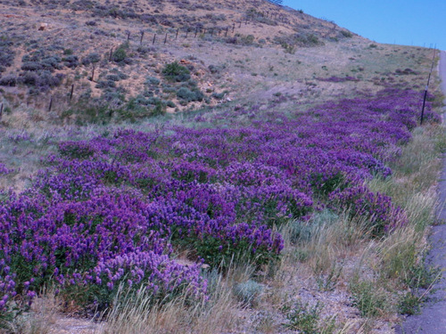 Roadside Vetch.